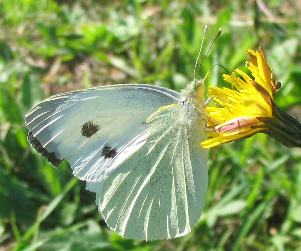 Pieris brassicae?